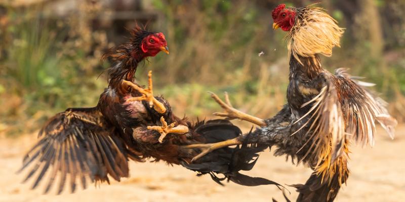 Bạn cần tạo tài khoản để khám phá các trận đá gà do nhà cái cung cấp