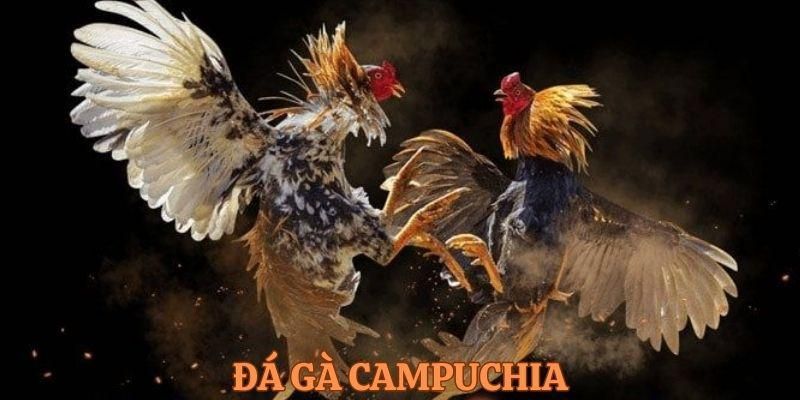 Đôi nét về game đá gà trực tiếp Campuchia tại 8KBET