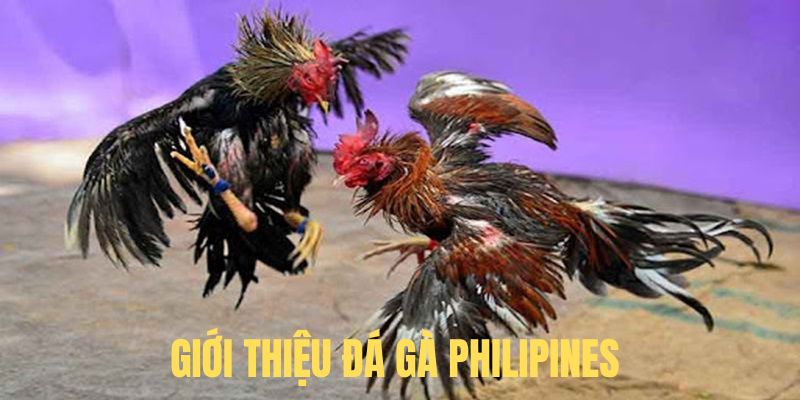 Giới thiệu hình thức đá gà Philippines